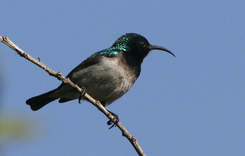 frieda 056.jpg - Witpenssuikerbekkie Whitebellied Sunbird